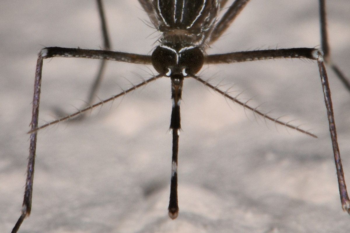 Culicidae: Orthopodomyia pulcripalpis, femmina